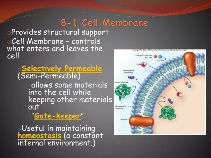 8 1 cell membrane