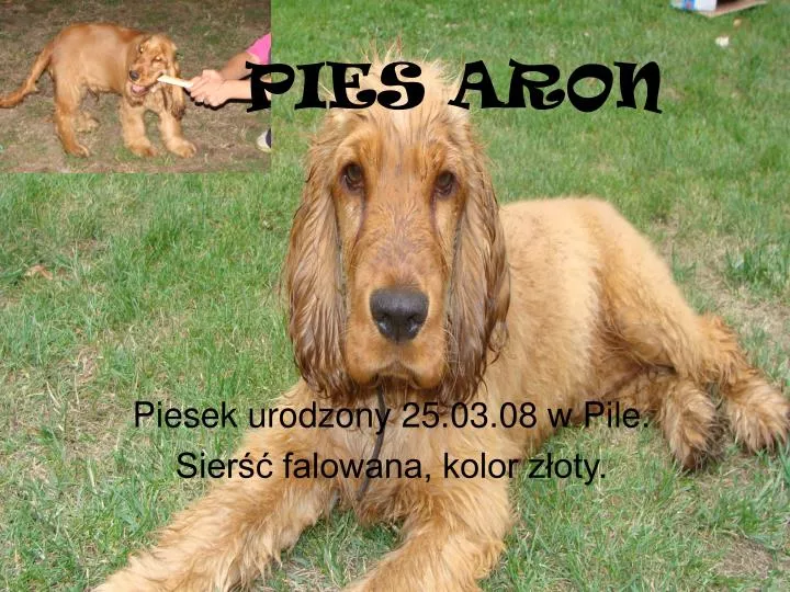 pies aron