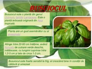 busuiocul