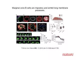 TI Arnon et al. Nature 000 , 1-5 (2012) doi:10.1038/nature11738