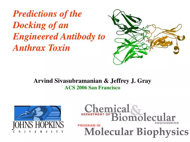 predictions of the docking of an engineered antibody to anthrax toxin