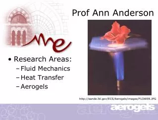 Prof Ann Anderson