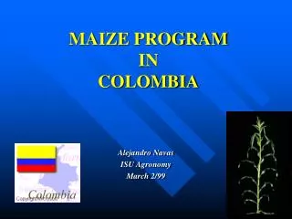 MAIZE PROGRAM IN COLOMBIA