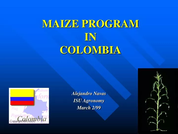 maize program in colombia