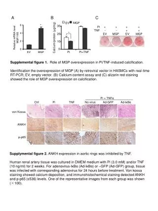 Relative mRNA level MGP/18S