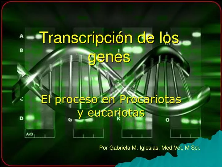 transcripci n de los genes