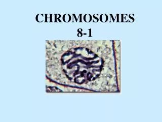 CHROMOSOMES 8-1