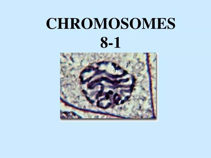 chromosomes 8 1