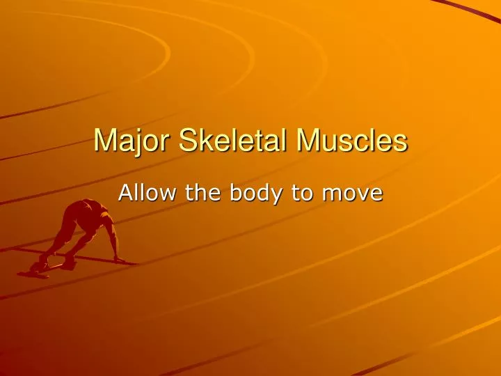 major skeletal muscles