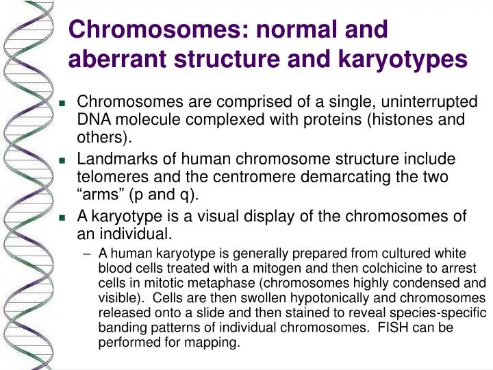 chromosomes normal and aberrant structure and karyotypes