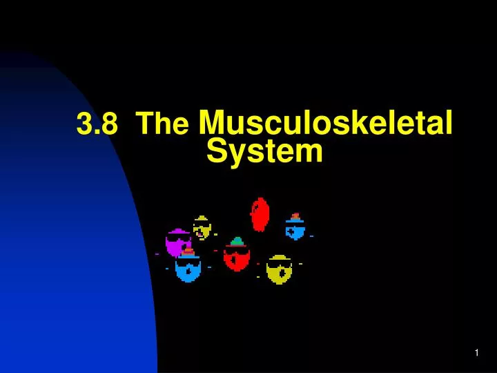 3 8 the musculoskeletal system