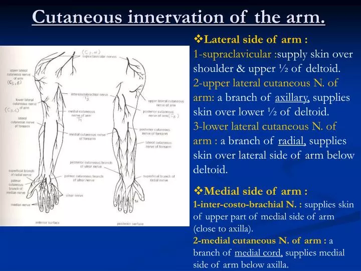 cutaneous innervation of the arm