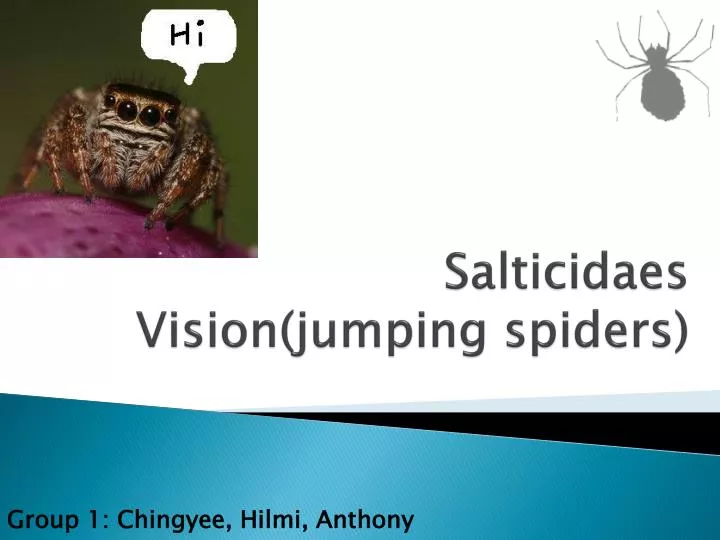 salticidaes vision jumping spiders
