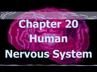 Chapter 20