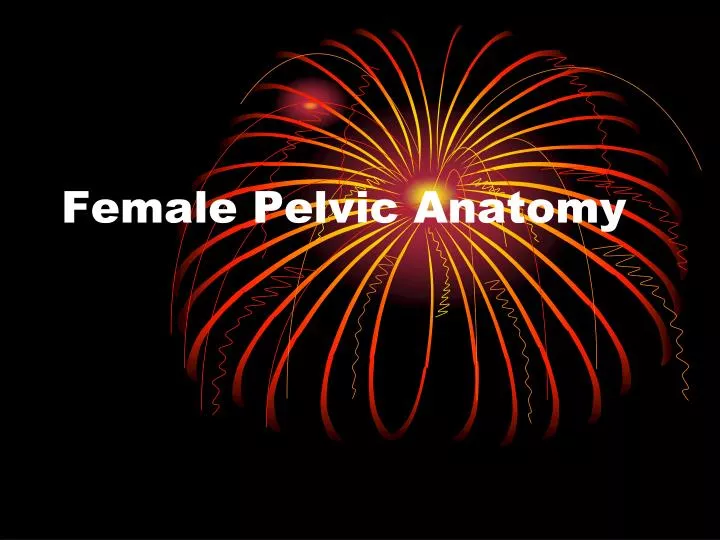 female pelvic anatomy