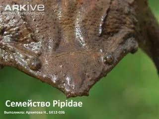 pipidae