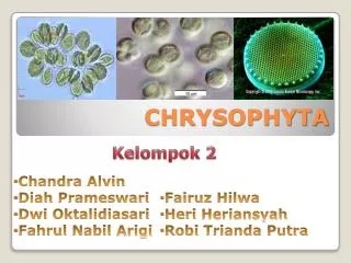 chrysophyta