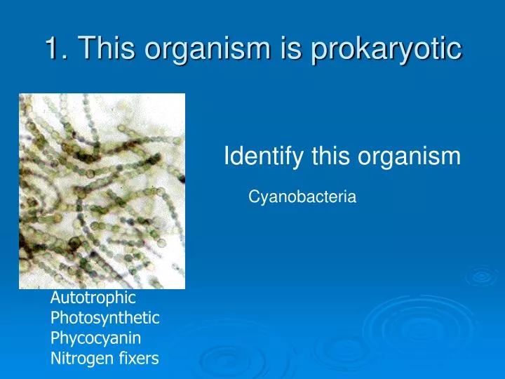 1 this organism is prokaryotic
