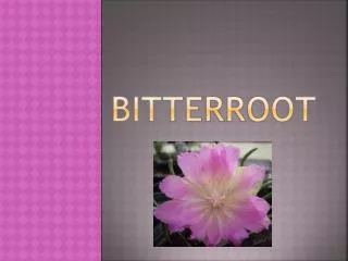 Bitterroot