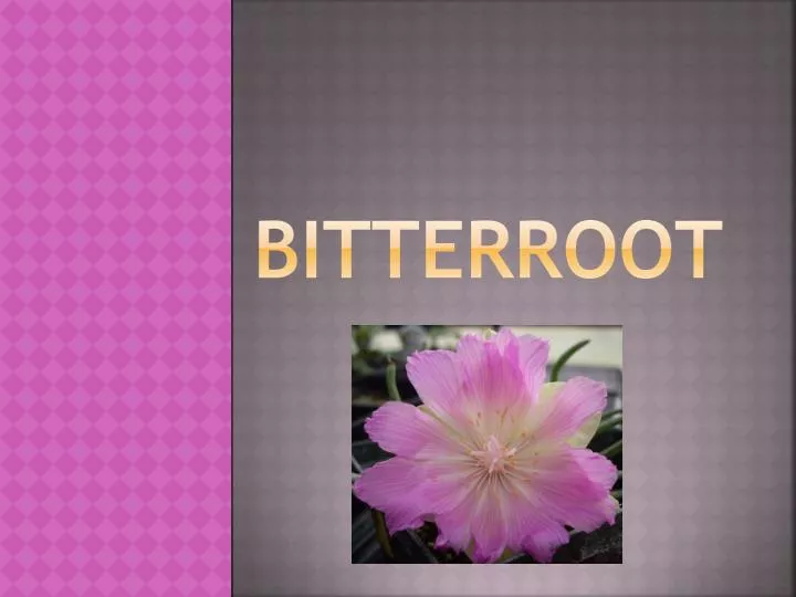 bitterroot