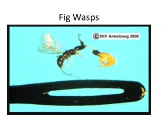 Fig Wasps