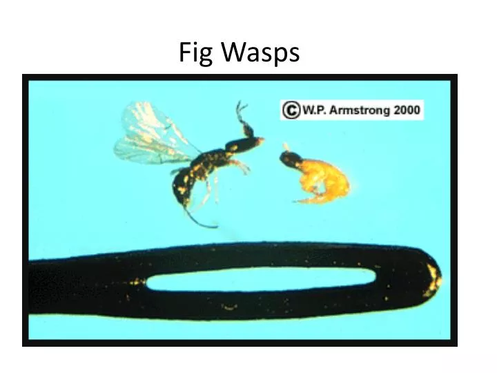 fig wasps
