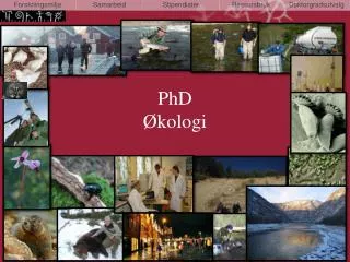 phd kologi