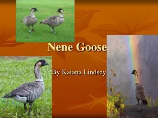 Nene Goose