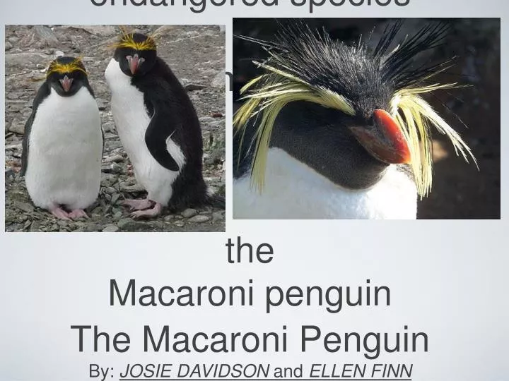 endangered species thema mac the macaroni penguin