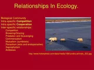 Relationships In Ecology.