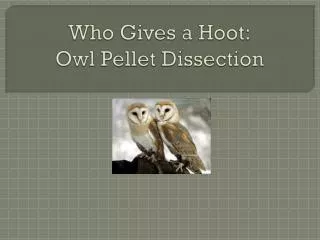 Who Gives a Hoot: Owl Pellet Dissection