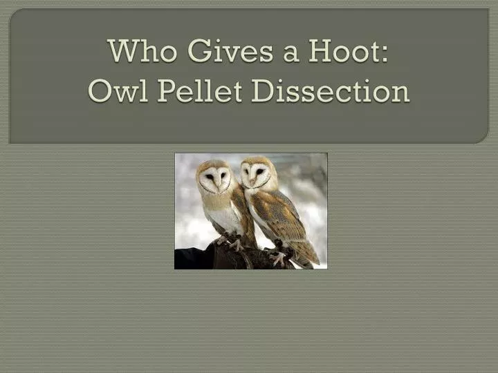 who gives a hoot owl pellet dissection