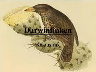 darwinfinken
