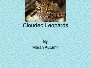 Clouded Leopards