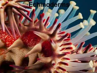 Echinoderms