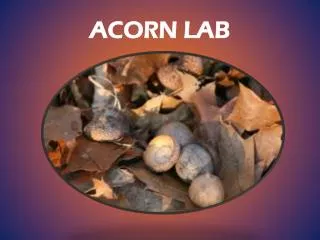 ACORN LAB