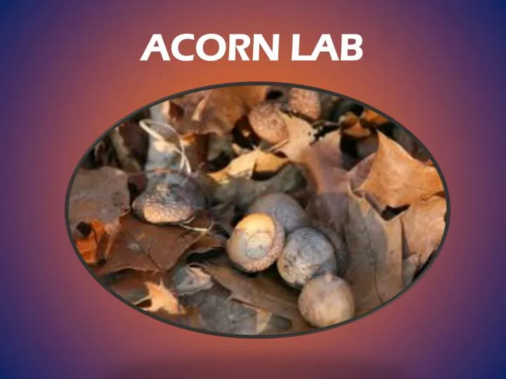 acorn lab