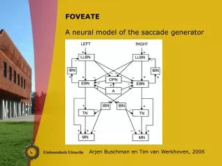 foveate