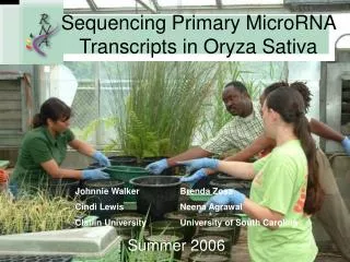 Sequencing Primary MicroRNA Transcripts in Oryza Sativa