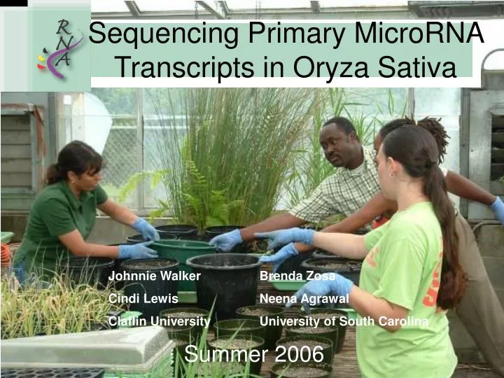 sequencing primary microrna transcripts in oryza sativa