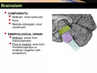 Brainstem