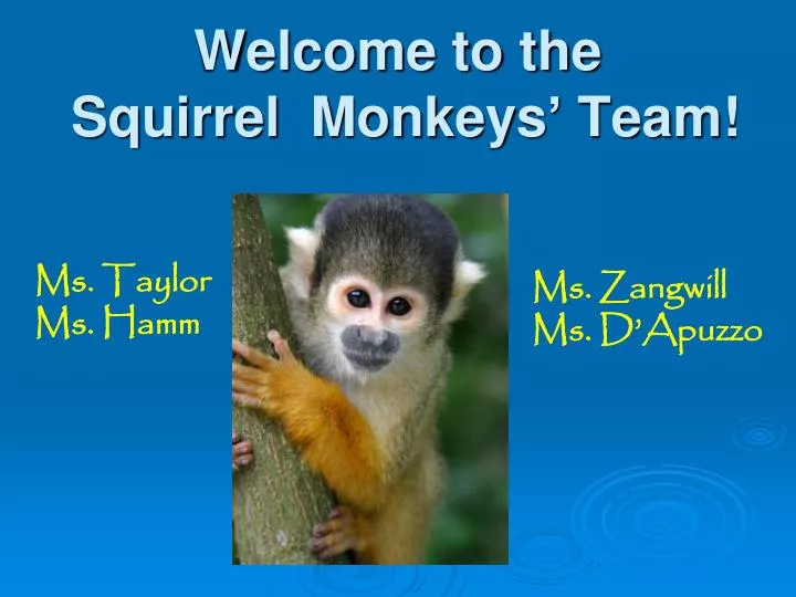 welcome to the squirrel monkeys team