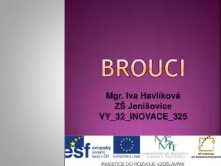 brouci