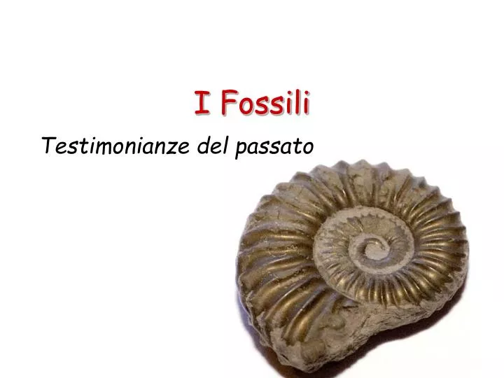 i fossili