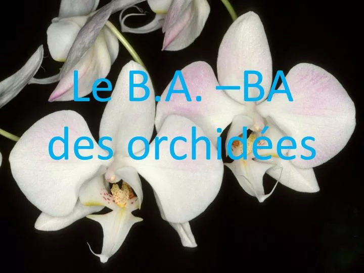 le b a ba des orchid es