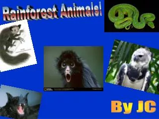 Rainforest Animals!