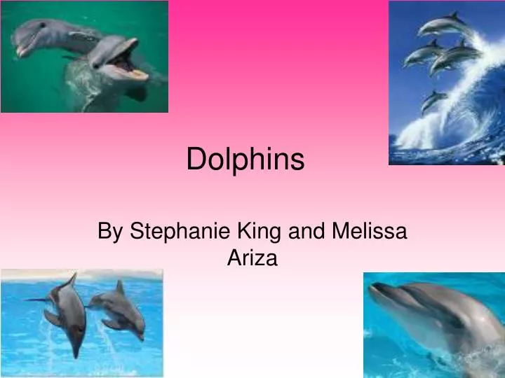 dolphins