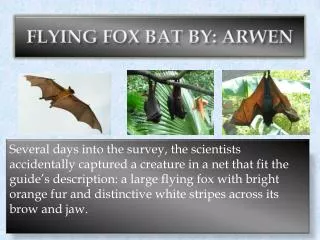 FLYING FOX BAT BY: ARWEN