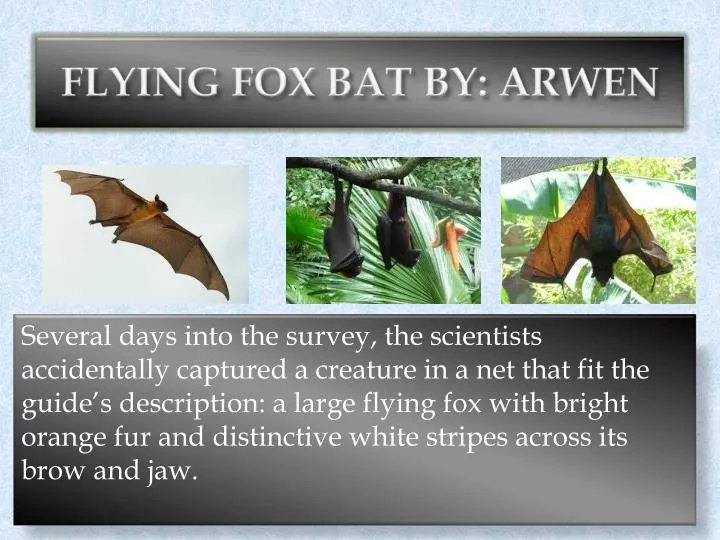 flying fox bat by arwen