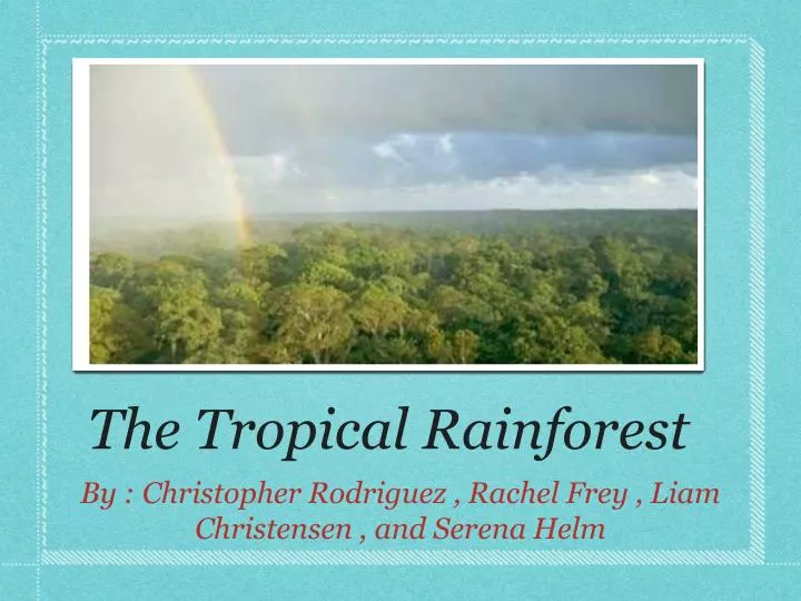 the tropical rainforest